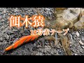 【エギング】餌木猿１２号赤テープ！