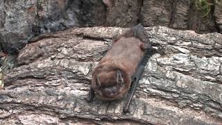 Leisler's Bat - The British Mammal Guide by Steve Evans 995 views 2 years ago 1 minute, 32 seconds
