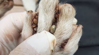 Special Saved! Get Rid Of Dog's Fleas And Ticks With Million Love