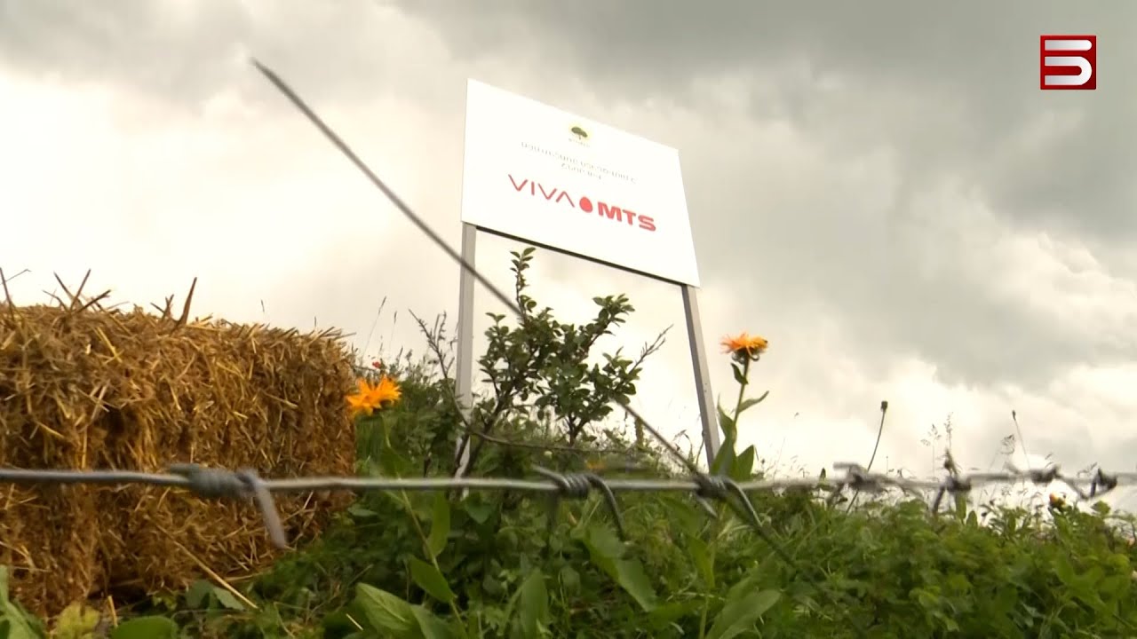 Մոլախոտերից մաքրում են նորատունկ ծառերը. աշխատանքով ապահովող բնապահպանություն