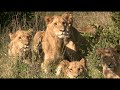 Tracking the KAMBULA PRIDE of LIONS