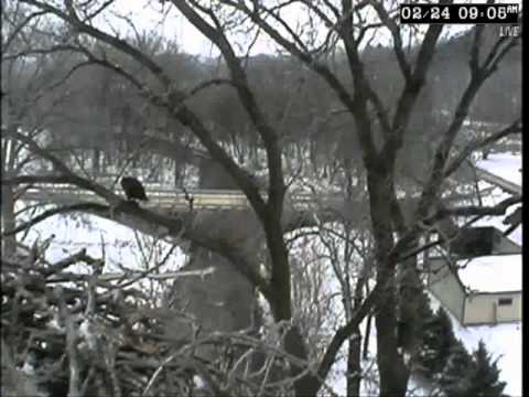 Decorah Bald Eagles Mating ... 02/23/11 ... RRP Ex...