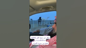 دحيم الحماد ١٤٤٧ه منظر من سوق البل بالطايف تلاوة من سورة الأحزاب