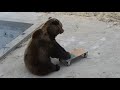 Медведь и скейт 🛹🐻/Bear Mansur