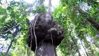 Bruits de la forêt Guyanaise