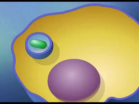 Endocytosis کا عمل Endocytosis کی تین اقسام ہیں۔