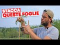 Come COLTIVARE i POMODORI in modo PROFESSIONALE