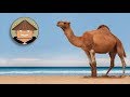 Qué Pasa con los Camellos l Mini Documental