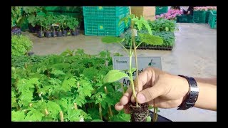 What is Grafted Bittergourd (Ampatola)?