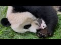 Kai Kai and Jia Jia's giant panda cub at 30 days