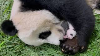 Kai Kai and Jia Jia's giant panda cub at 30 days