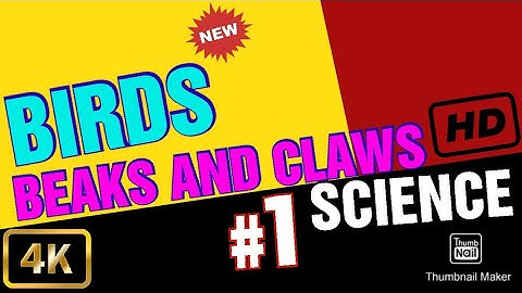 CBSE: Class 4: Science: Beaks and claws of birds