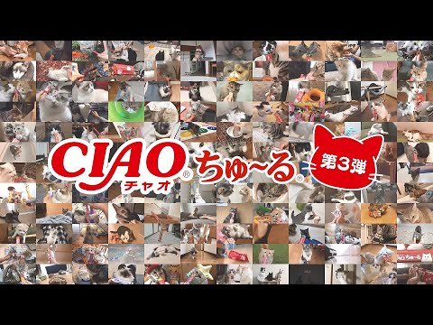 【CIAOちゅ〜るMV】「ちゅ〜るしよ！」第3弾 猫の日特別篇