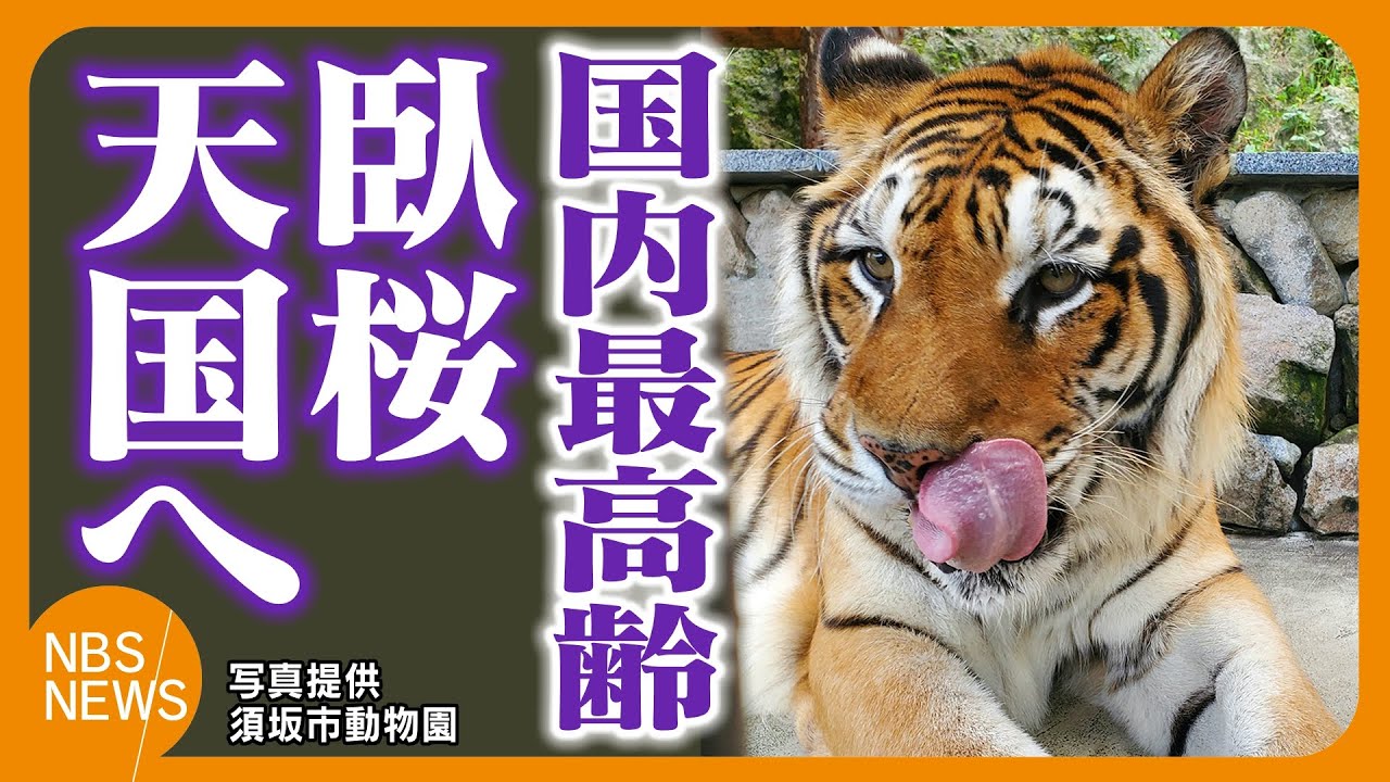 虎太狼　長野市発 Popular tiger 