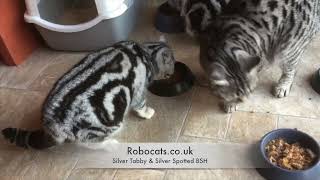 Silver Tabby & Spotted Cats showing off their amazing patterns. by Robocats 589 views 2 years ago 27 seconds