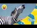 Bestiales Animales - Paso de cebra | Disney Channel Oficial