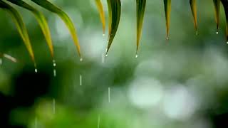 10 Hours Relaxing Sleep Music + Rain Sounds - Relaxing Music, Peaceful Piano Music, Insomnia