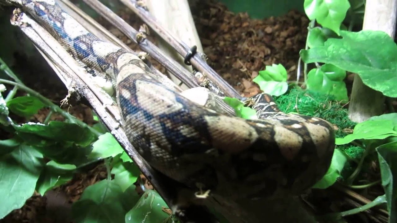 snakes on a plane movie2free Bci 1-1 nc 2015 + terra
