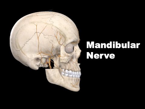 Mandibular Nerve | Live Recording of My Online Class | Demo - YouTube
