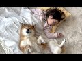 ３歳娘を枕にして笑いながら寝る柴犬