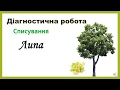 Діагностична робота. Списування 1 клас. Липа