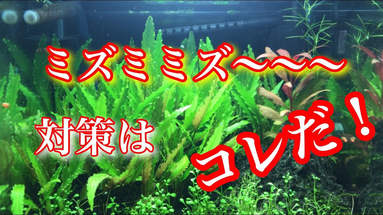 アクアリウム エビ水槽 ミズミミズ駆除 Tank Aquarium アクアリウム Shrimp Youtube