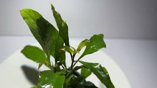 Video: Hygrophila corymbosa Siamensis