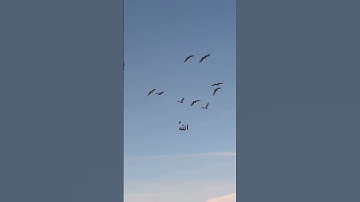 القران الكريم #القرآن_الكريم #تيك_توك #اكسبلور #اكسبلور_explore #الرحمن #المصحف #لايك #explore