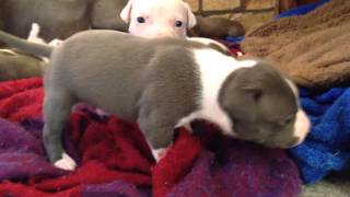 Chica's & Cuccio's puppies