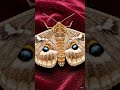 ASMR-RUBBING MOTH WINGS