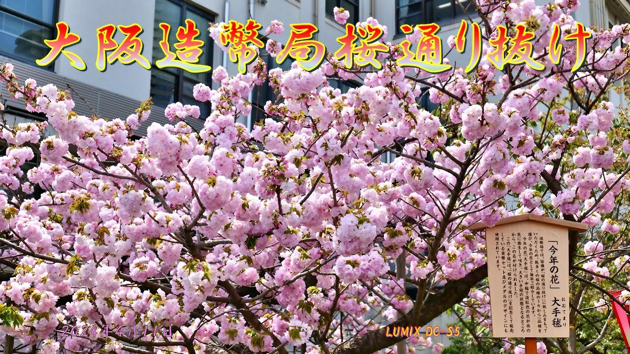 【中古】通り抜けの桜／造幣局泉友会 (編集) 中古】通り抜けの桜／造幣局泉友会 (編集) 通り抜けの桜 / 編集