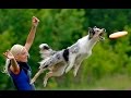 Best Trained &amp; Disciplined Border Collie Dogs