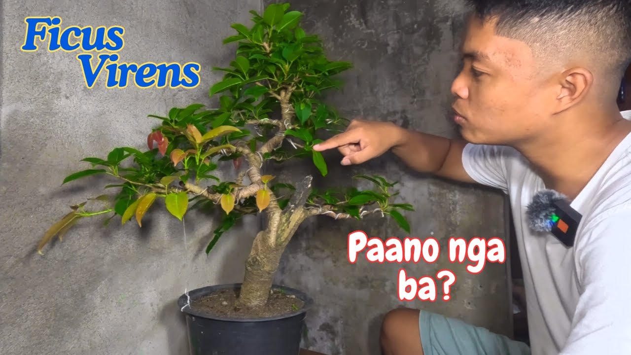 Paano magpataba ng mga selected branches ng ating bonsai?