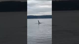 Orca Encounter Stuns Boys Fishing Off Washington Pier