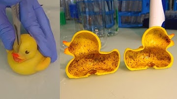 See the Gross Bacteria Lurking in Your Rubber Ducky