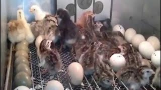 طريقة عمل فقاسة بيض الدجاج