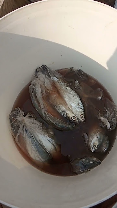 suara penjual ikan bandeng keliling laris manis