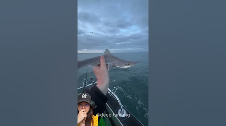 Hiu kecil vs besar transpormation ⁉️ #megalodon #shark