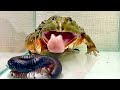 Can Jabba take on the giant millipede?