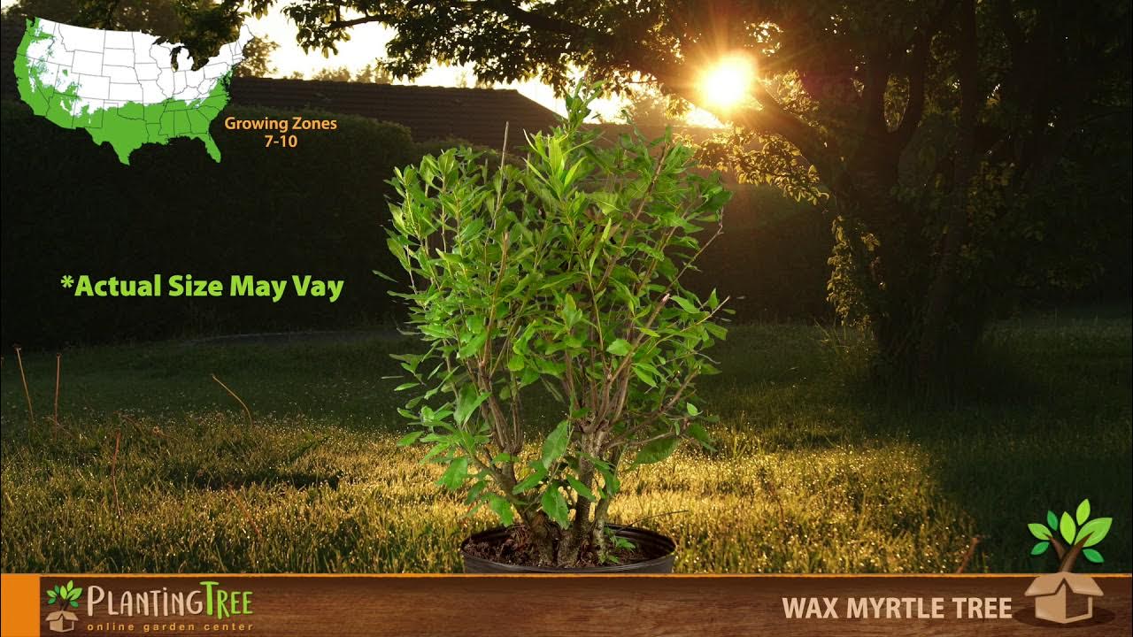 Wax Myrtle | Wax Myrtle for Sale | PlantingTree™ - YouTube