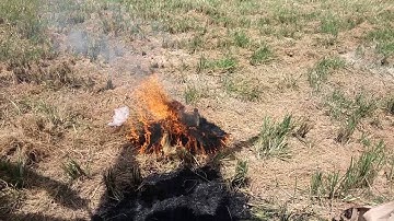 Cá Lóc Nướng Rơm ở miền Tây