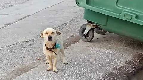 Abandoned  small size dog was found starving at the streets..