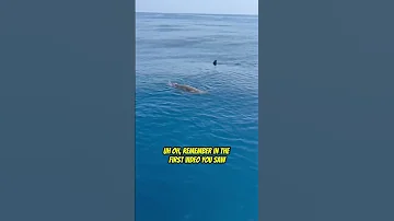 What Happened To The Tail 