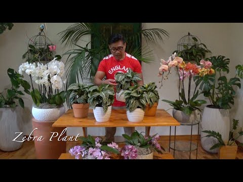فيديو: Afelandra (41 صورة): العناية بزهرة داخلية في المنزل ، وتكاثر نباتات ، وأنواع منتفخة من Aphelandra و Scuarros 