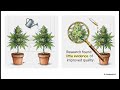 Cannabis Cultivation Myths
