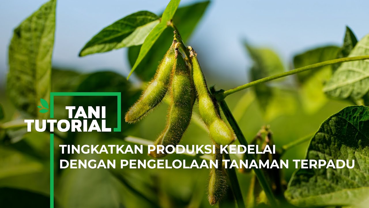 Produksi Kedelai Berlipat, Ikuti Caranya dengan Pengelolaan Tanaman Terpadu