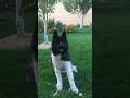 Играемся с Зевсом (американская акита). Playing with Zeus (american akita).