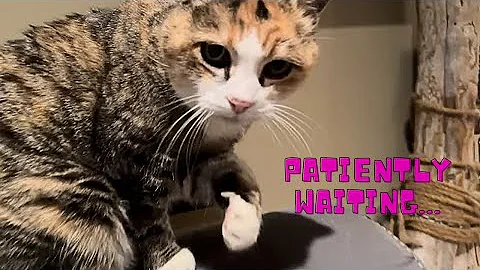 Watch the video about Early Morning with The Kitties | Catio Chat #mainecoons#bigcats#polydactylcat