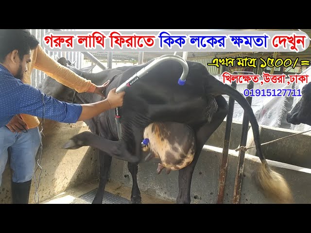 Cow Anti Kick Lock || গরুর লাথি মারার ক্ষমতা বেশি নাকি এন্টি কিক লকের ক্ষমতা বেশি ?? দেখুন সরাসরি class=