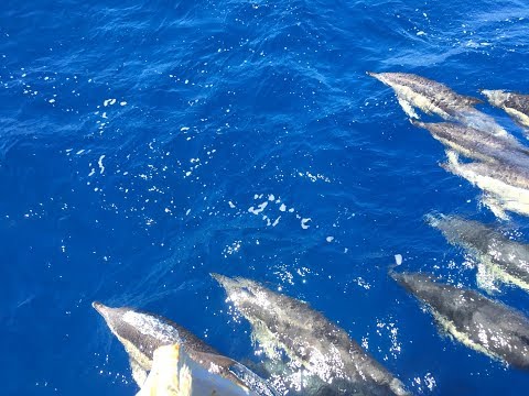 Puerto Rico, Gran Canaria - Dolphins of the Atlantic Ocean.